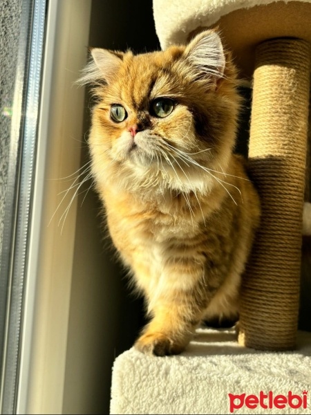 British Longhair, Kedi  Gofret fotoğrafı