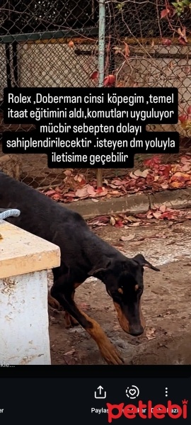 Doberman Pinscher, Köpek  Rolex fotoğrafı