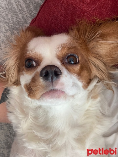 Cavalier King Charles Spanieli, Köpek  Latte fotoğrafı