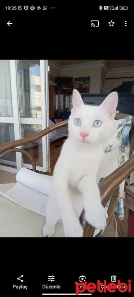 Ankara Kedisi, Kedi  Ares fotoğrafı