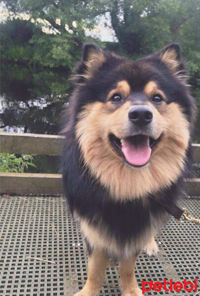 Lapphund, Köpek  Sira fotoğrafı