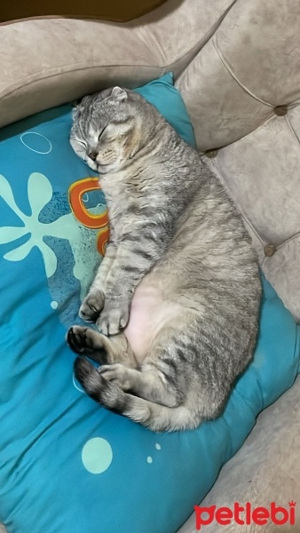 Scottish Fold, Kedi  Arya fotoğrafı