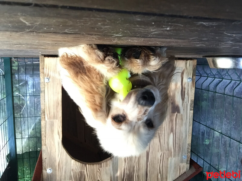 Amerikan Cocker Spaniel, Köpek  Kylie(Kayli) fotoğrafı