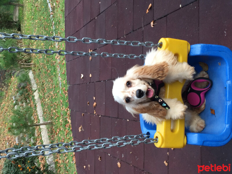 Amerikan Cocker Spaniel, Köpek  Kylie(Kayli) fotoğrafı