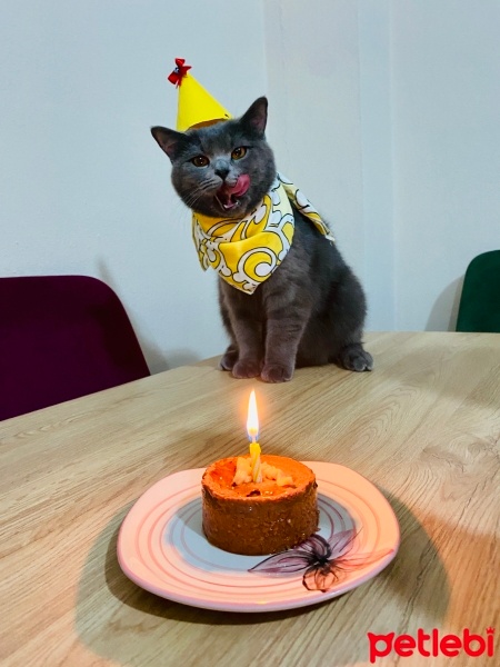 British Shorthair, Kedi  Kekik. fotoğrafı