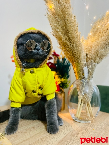 British Shorthair, Kedi  Kekik. fotoğrafı