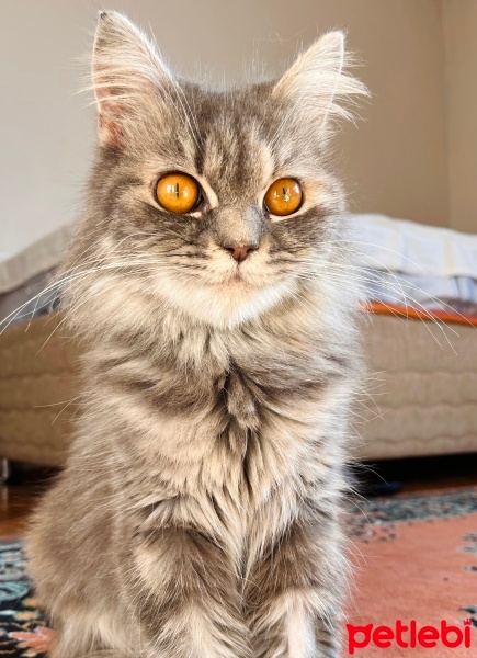 British Longhair, Kedi  Linda fotoğrafı