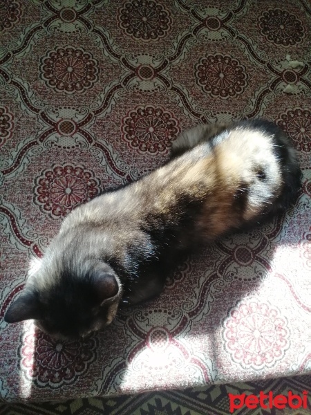 British Shorthair, Kedi  Elisa fotoğrafı