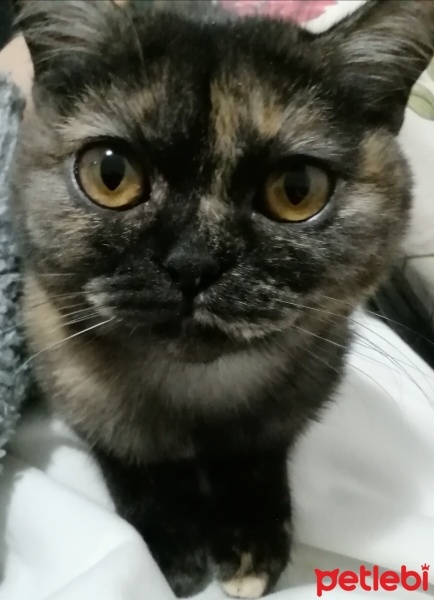 British Shorthair, Kedi  Elisa fotoğrafı