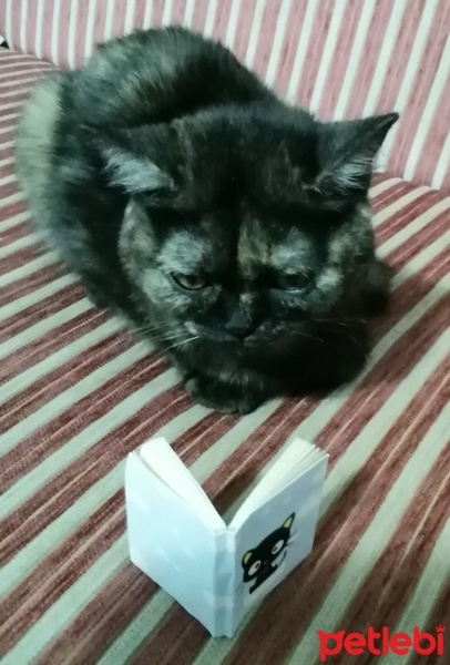 British Shorthair, Kedi  Elisa fotoğrafı