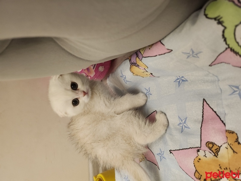 Scottish Fold, Kedi  Milo fotoğrafı