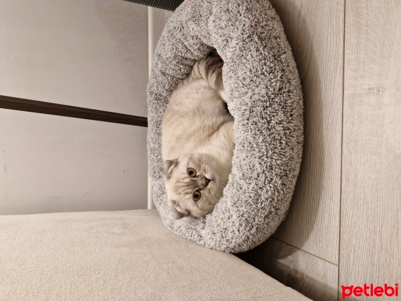 Scottish Fold, Kedi  Luna fotoğrafı