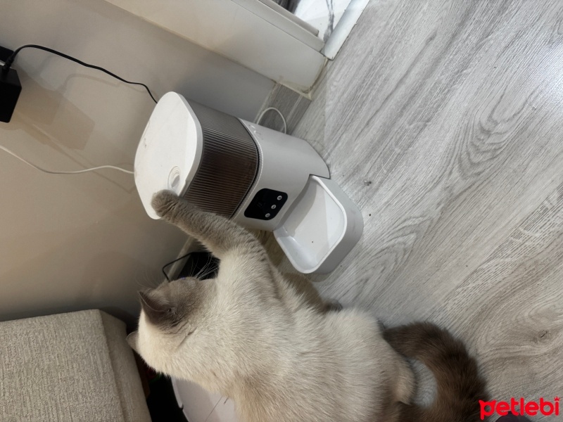 British Shorthair, Kedi  ZEUS fotoğrafı