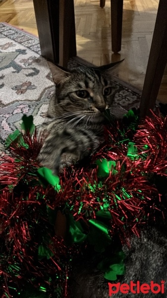 Tekir Kedi, Kedi  Simba fotoğrafı