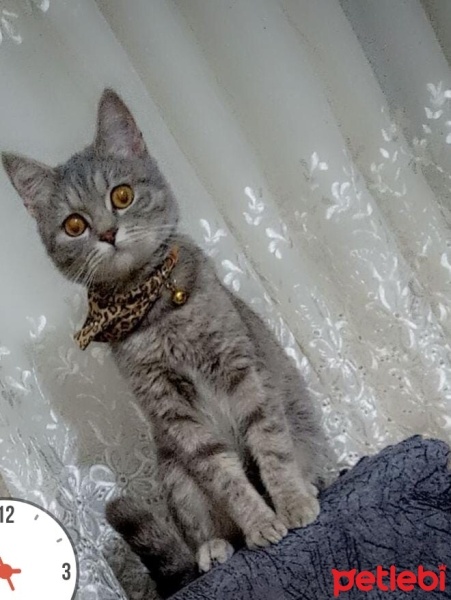 Balinese, Kedi  Boncuk fotoğrafı
