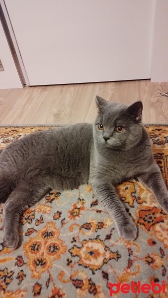 British Shorthair, Kedi  Merkür fotoğrafı