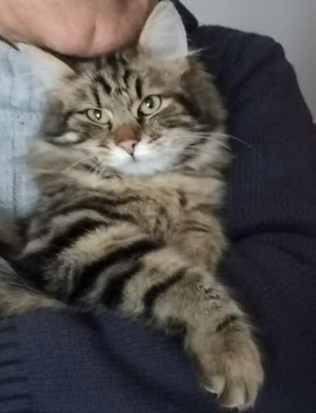 Tuxedo (Smokin) Kedi, Kedi  Sylvester Eddie fotoğrafı