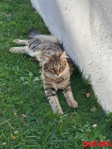 American Curl, Kedi  Maya Crash fotoğrafı