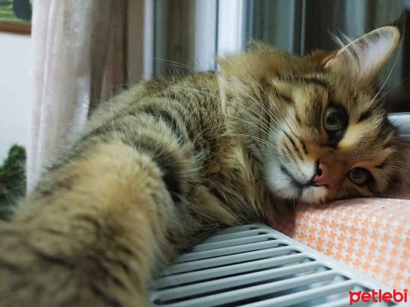 American Curl, Kedi  Maya Crash fotoğrafı