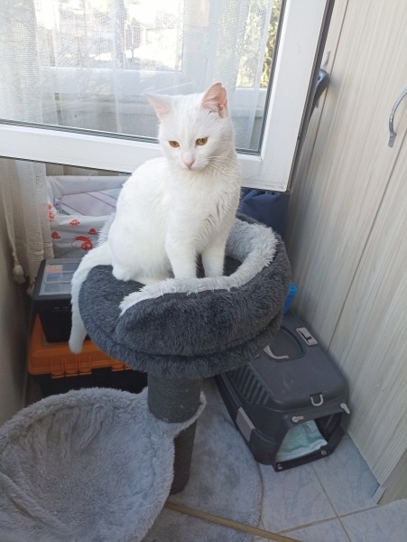 American Curl, Kedi  Maya Crash fotoğrafı