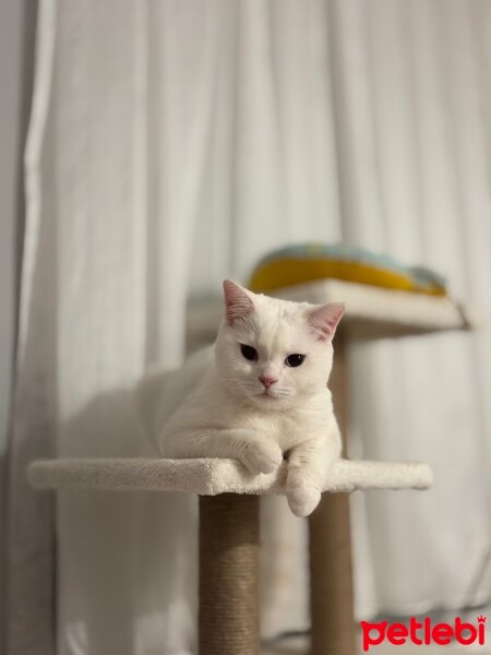 British Shorthair, Kedi  Atlas fotoğrafı