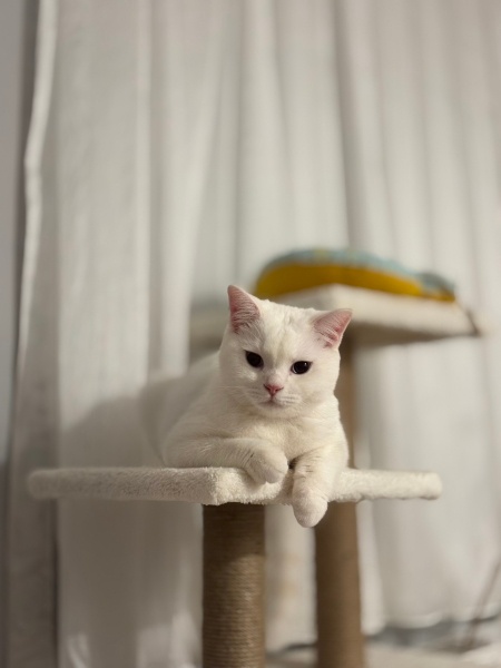 British Shorthair, Kedi  Atlas fotoğrafı