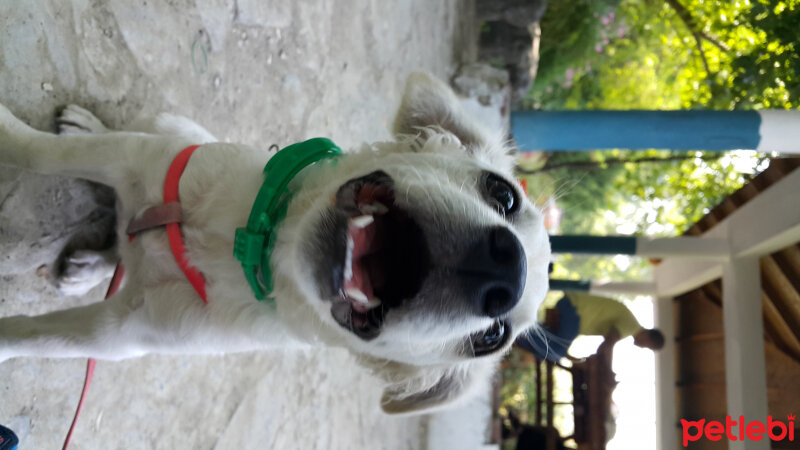 Maltese, Köpek  Pamuk fotoğrafı