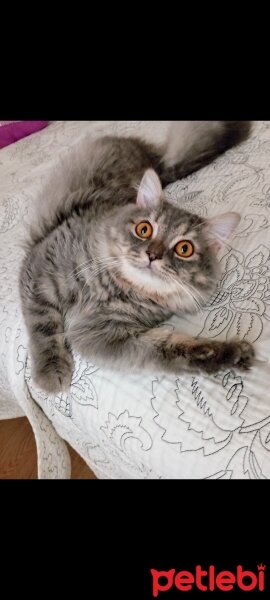 British Longhair, Kedi  Venüs fotoğrafı