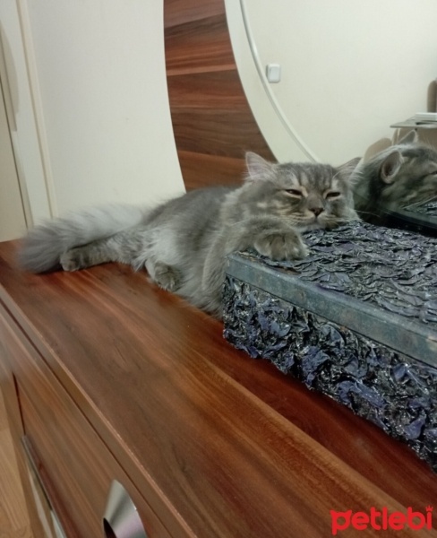 British Longhair, Kedi  Venüs fotoğrafı