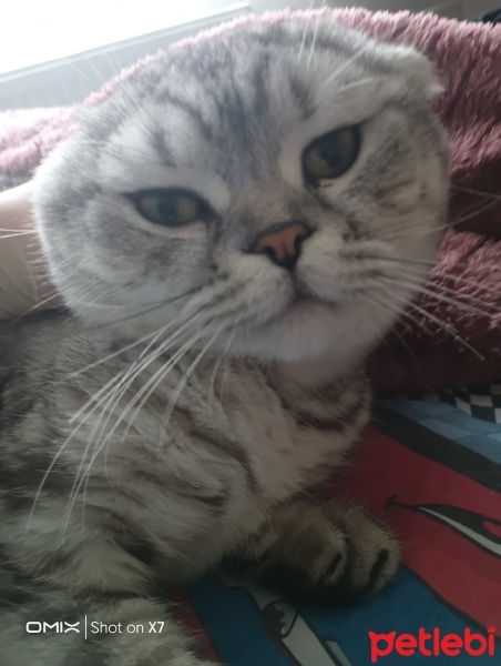 Scottish Fold, Kedi  Ares fotoğrafı