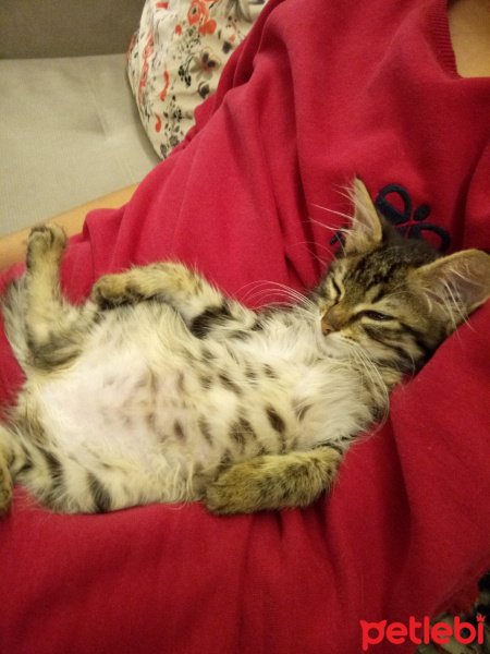 Tekir Kedi, Kedi  Bonibon fotoğrafı
