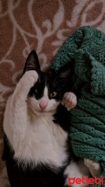 Tuxedo (Smokin) Kedi, Kedi  Reşo fotoğrafı