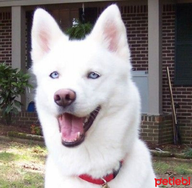 Sibirya Kurdu (Husky), Köpek  Charlie fotoğrafı