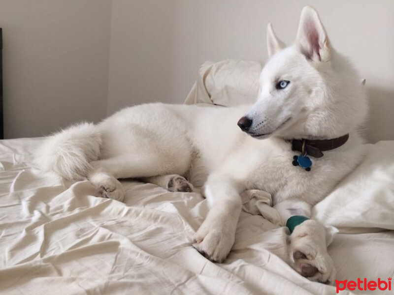 Sibirya Kurdu (Husky), Köpek  Charlie fotoğrafı