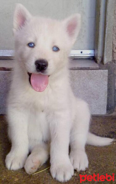 Sibirya Kurdu (Husky), Köpek  Charlie fotoğrafı