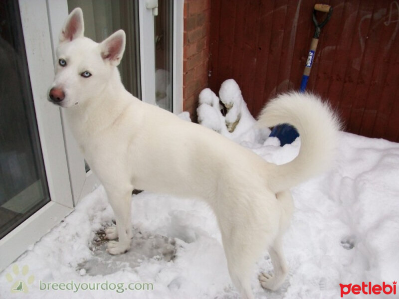 Sibirya Kurdu (Husky), Köpek  Charlie fotoğrafı