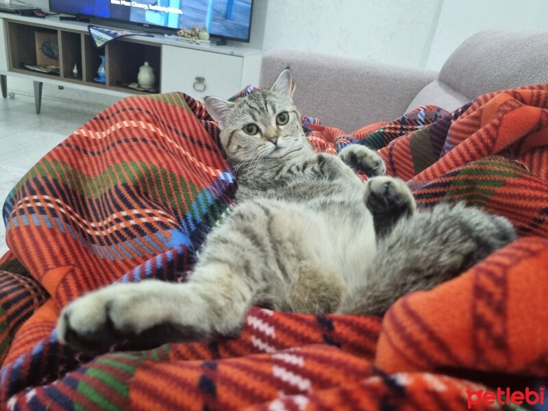 British Shorthair, Kedi  Reçel fotoğrafı