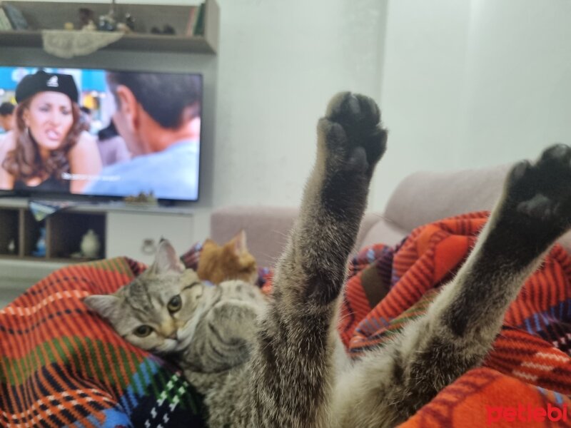 British Shorthair, Kedi  Reçel fotoğrafı