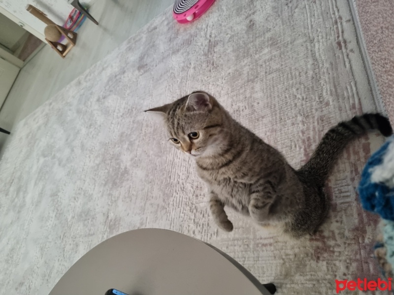 British Shorthair, Kedi  Reçel fotoğrafı