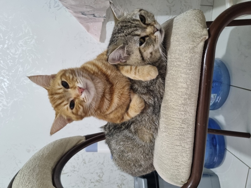 Sarman, Kedi  Balım fotoğrafı