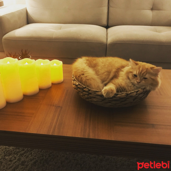Scottish Fold, Kedi  Mr.Sherlock fotoğrafı