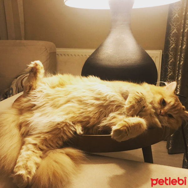Scottish Fold, Kedi  Mr.Sherlock fotoğrafı