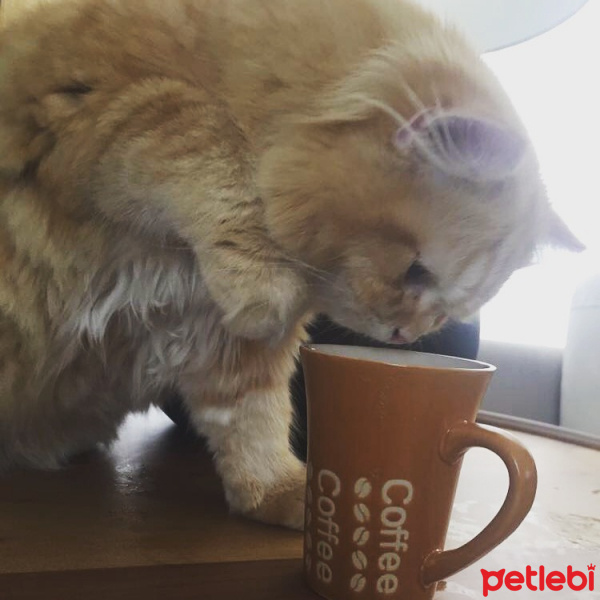 Scottish Fold, Kedi  Mr.Sherlock fotoğrafı