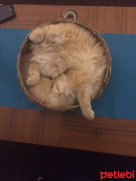 Scottish Fold, Kedi  Mr.Sherlock fotoğrafı