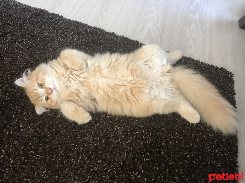 Scottish Fold, Kedi  Mr.Sherlock fotoğrafı