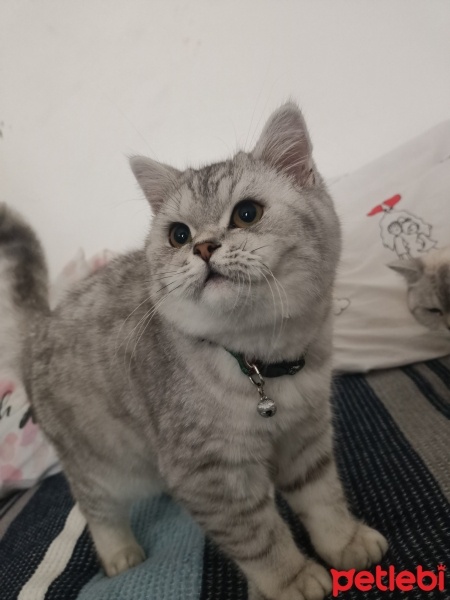 Scottish Fold, Kedi  Reis fotoğrafı