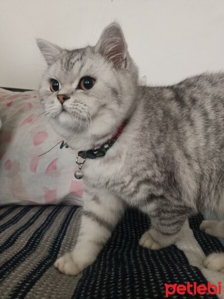 Scottish Fold, Kedi  Reis fotoğrafı