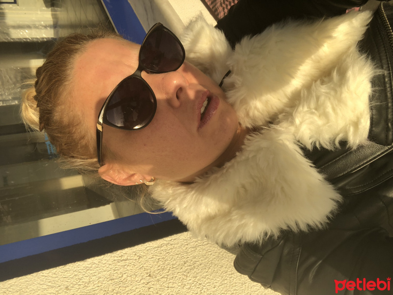 Chihuahua, Köpek  Zılı fotoğrafı