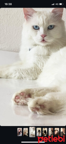 Scottish Fold, Kedi  Icy fotoğrafı