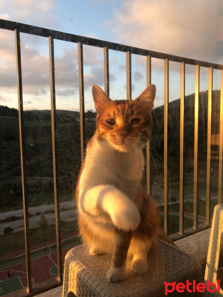 Tekir Kedi, Kedi  Leon fotoğrafı